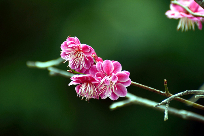 f:id:inuwan33:20150316160545j:image