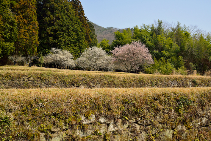 f:id:inuwan33:20150326202134j:image