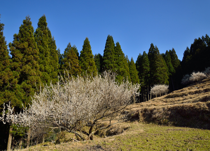 f:id:inuwan33:20150331233640j:image