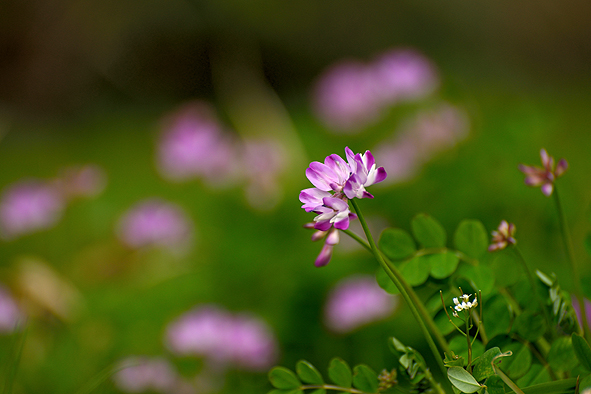 f:id:inuwan33:20150416151645j:image:w640