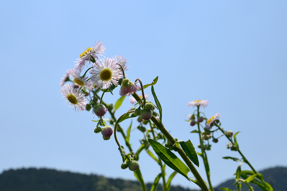 f:id:inuwan33:20150427074827j:image:w640