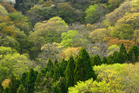 f:id:inuwan33:20150427084121j:image:w640