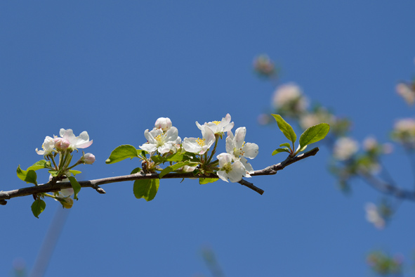 f:id:inuwan33:20150427085618j:image:w640