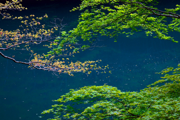 f:id:inuwan33:20150427085756j:image:w640