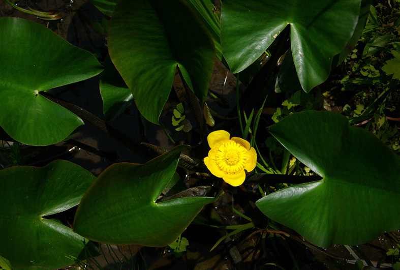 f:id:inuwan33:20150520125011j:image:w640