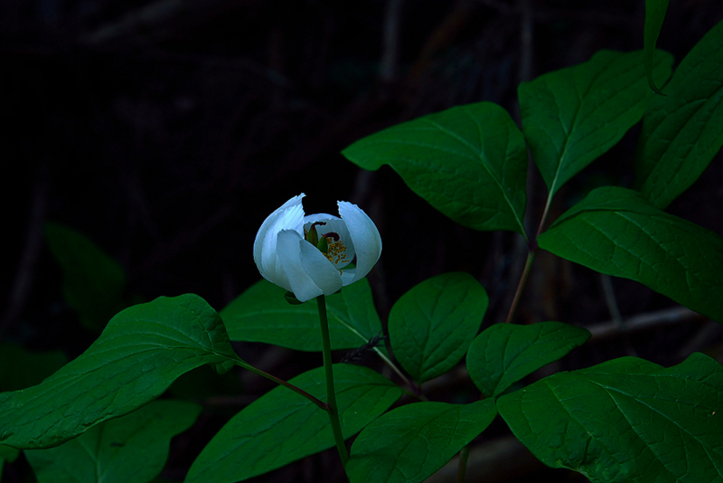 f:id:inuwan33:20150526160152j:image:w640