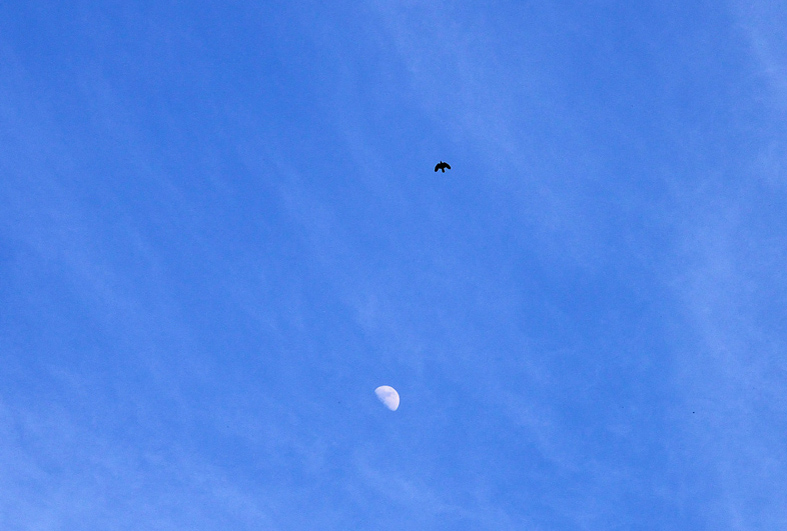 f:id:inuwan33:20150527181459j:image:w640