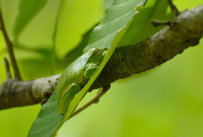 f:id:inuwan33:20150528134928j:image:w640