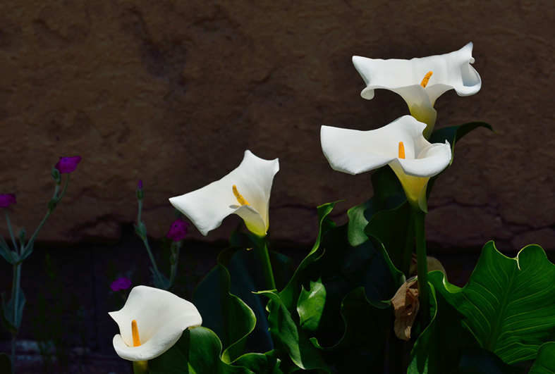 f:id:inuwan33:20150530114331j:image:w640