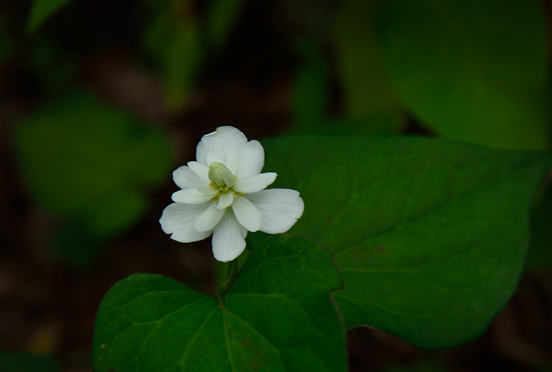 f:id:inuwan33:20150531084746j:image:w640