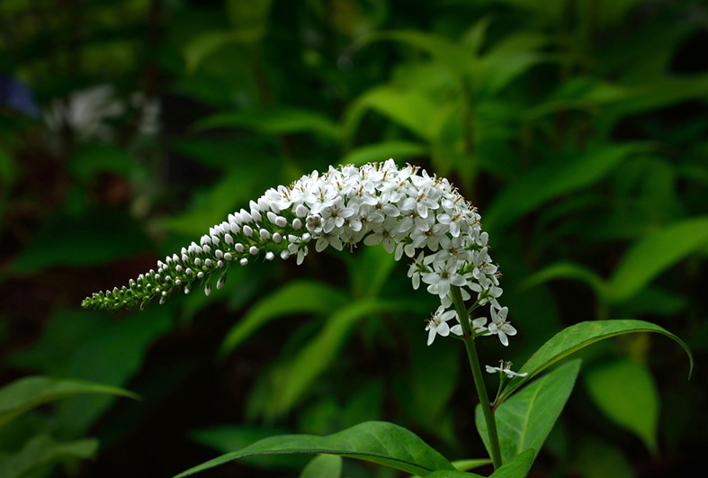 f:id:inuwan33:20150531084803j:image:w640