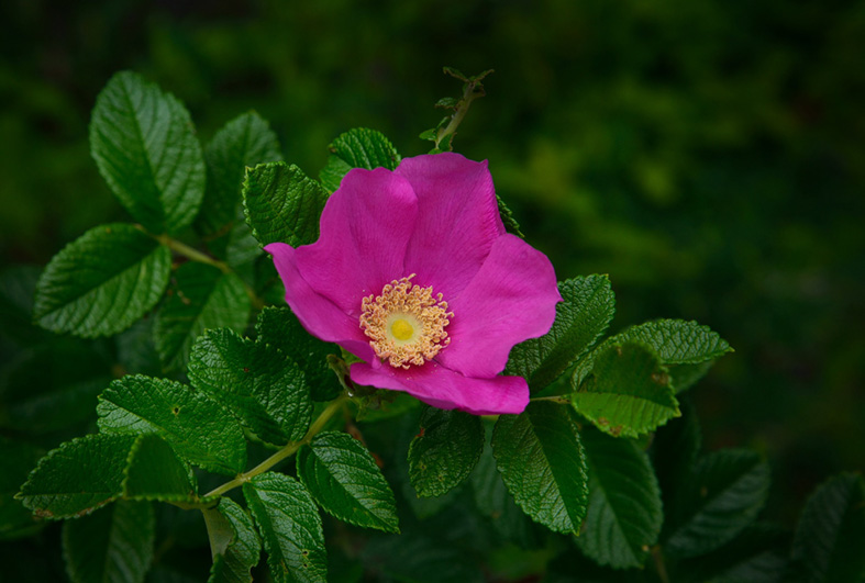 f:id:inuwan33:20150531085026j:image:w640