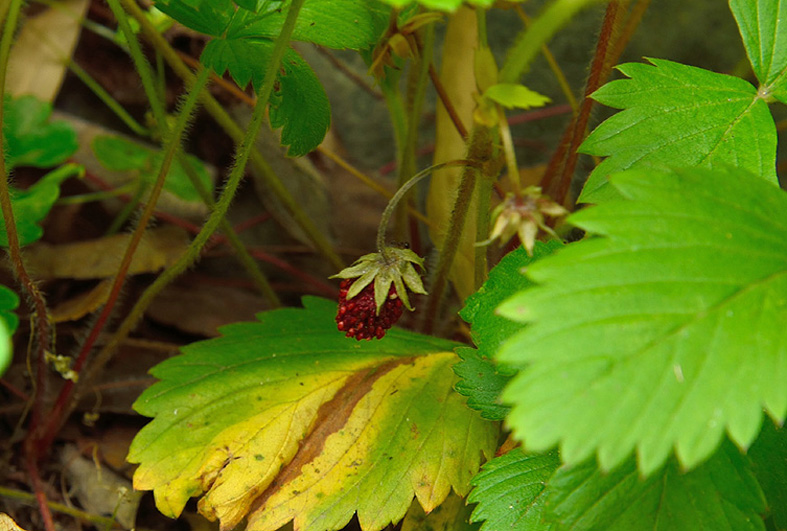 f:id:inuwan33:20150531085416j:image:w640