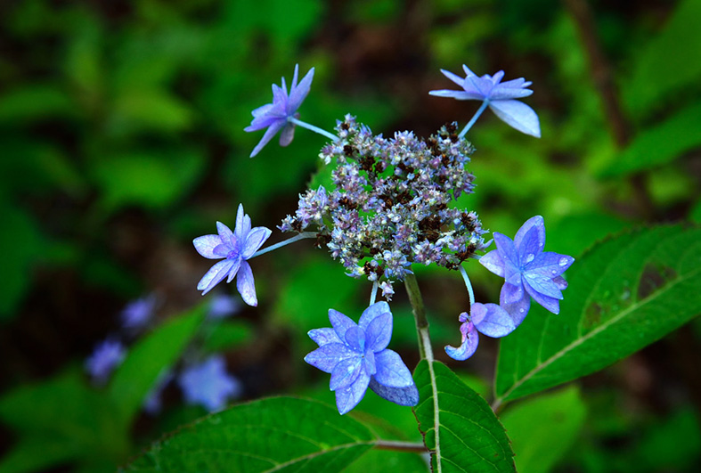 f:id:inuwan33:20150531180356j:image:w640