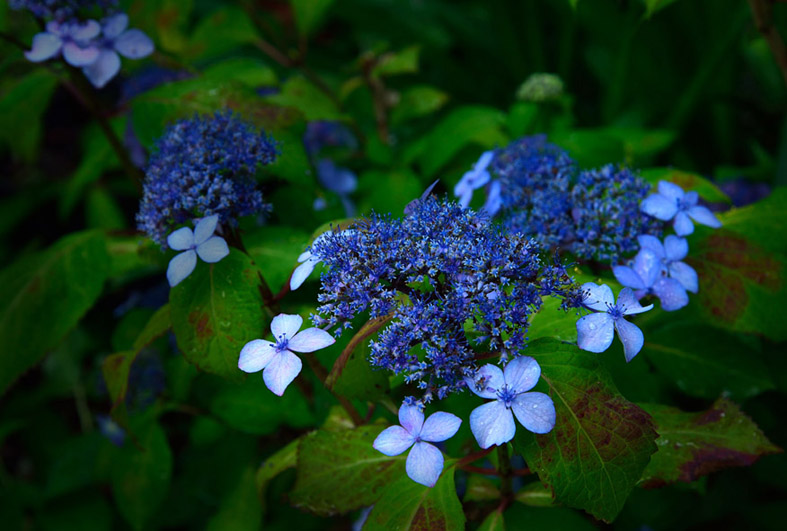 f:id:inuwan33:20150531180516j:image:w640