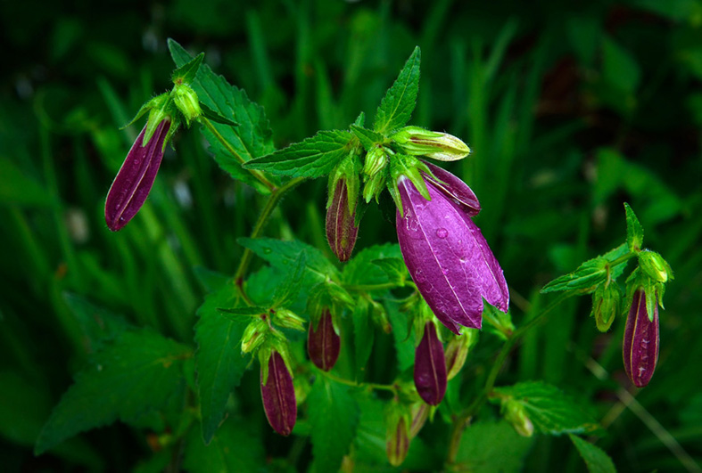 f:id:inuwan33:20150531180611j:image:w640