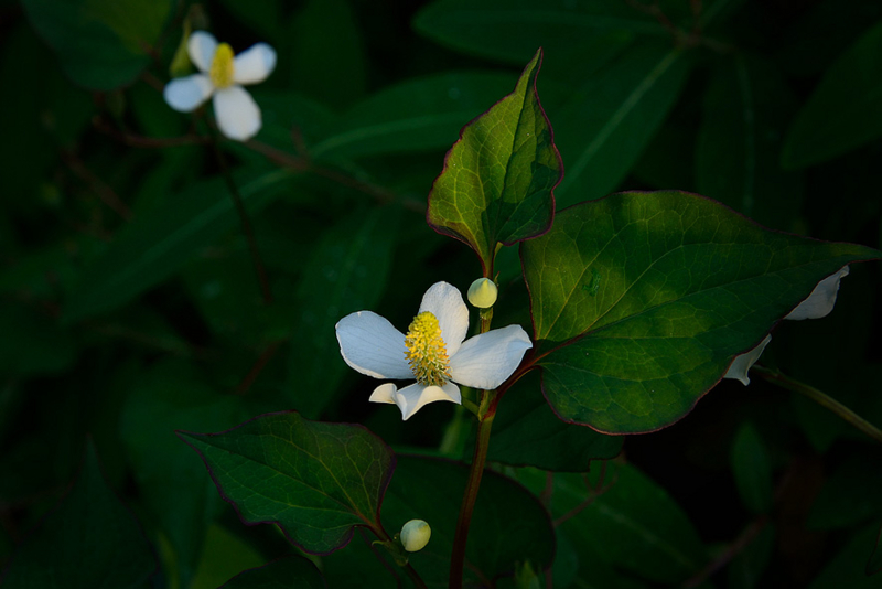 f:id:inuwan33:20150531180709j:image:w640