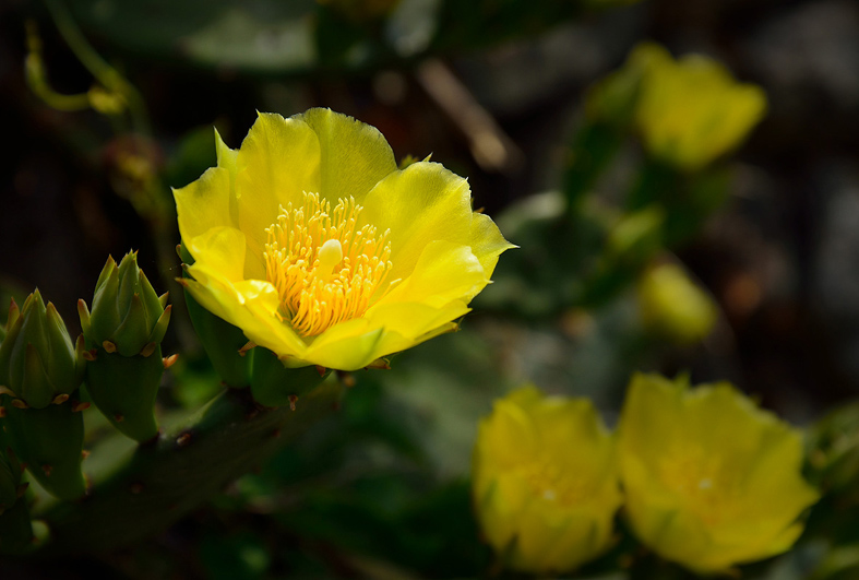 f:id:inuwan33:20150602100509j:image:w640