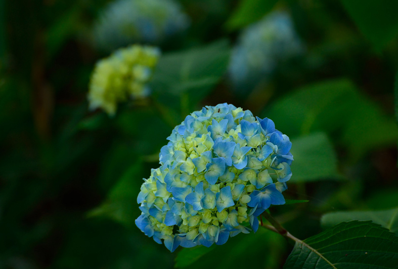 f:id:inuwan33:20150602101748j:image:w640