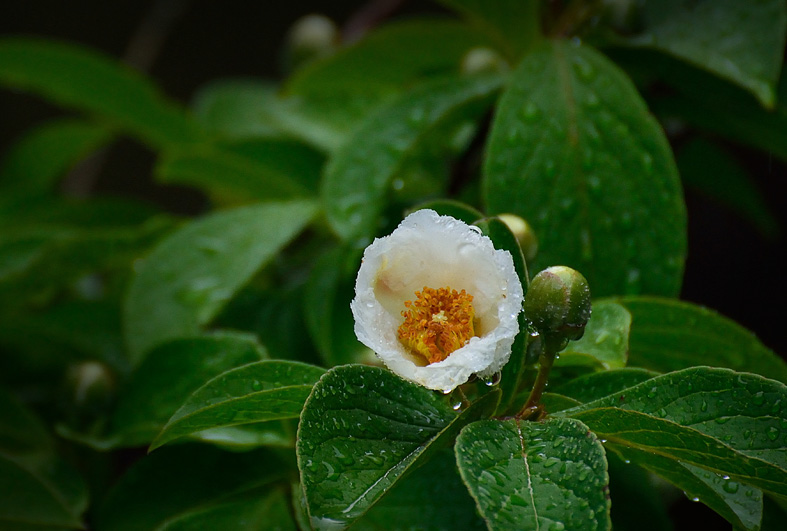 f:id:inuwan33:20150603071741j:image:w640