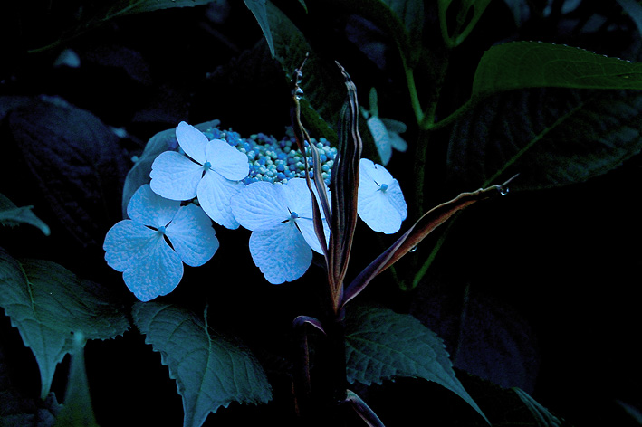 f:id:inuwan33:20150610191900j:image:w540