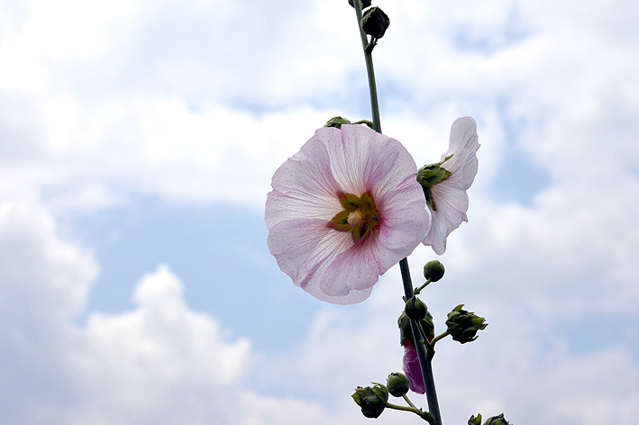 f:id:inuwan33:20150625120439j:image:w540
