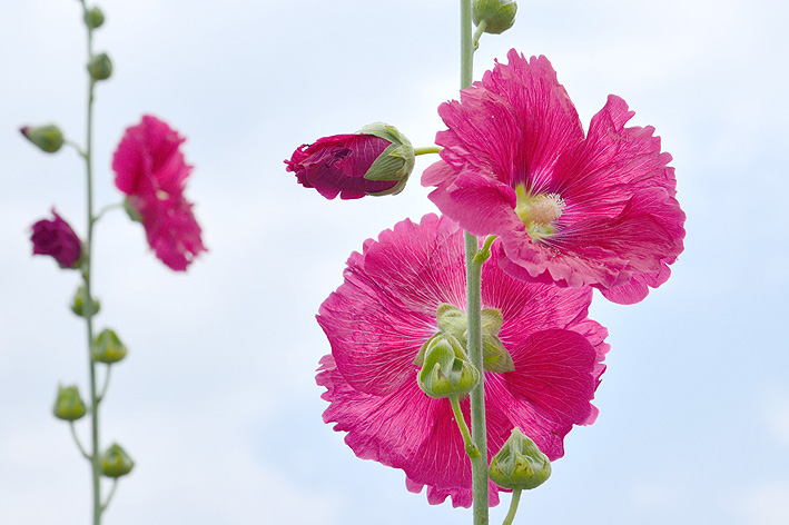f:id:inuwan33:20150625120640j:image:w540