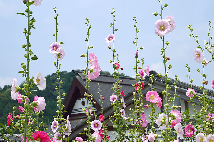 f:id:inuwan33:20150625121028j:image:w540