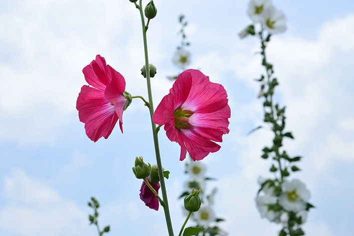 f:id:inuwan33:20150625121808j:image:w540