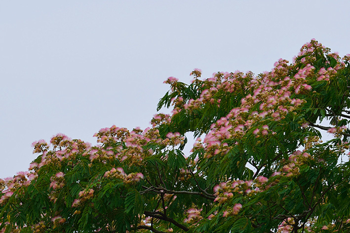 f:id:inuwan33:20150625165446j:image:w540