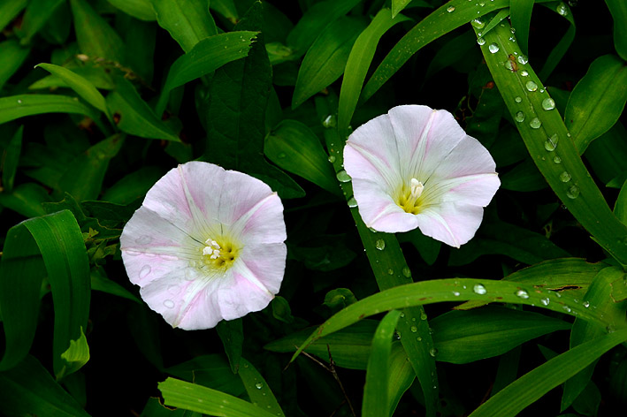 f:id:inuwan33:20150628113429j:image:w540