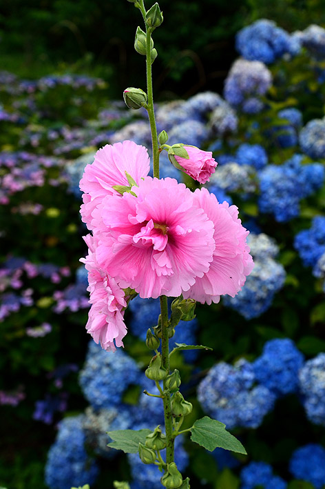 f:id:inuwan33:20150628113607j:image:w500