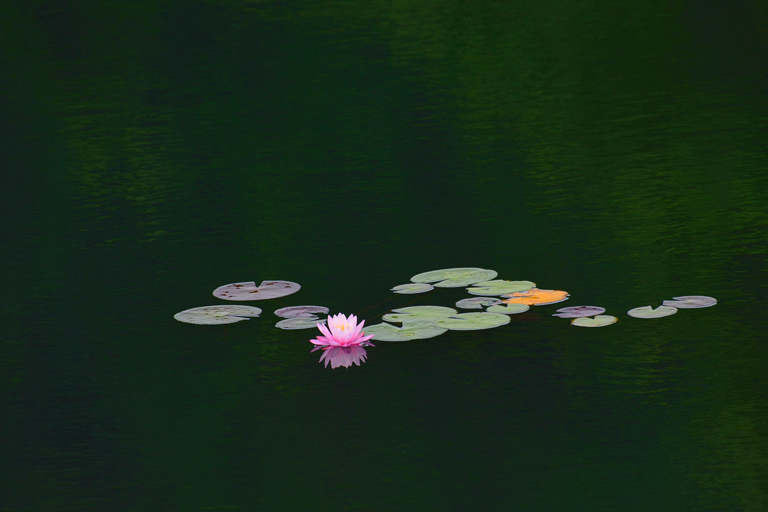 f:id:inuwan33:20150705130018j:image:w600 f:id:inuwan33:20150705130018j:image:w600
