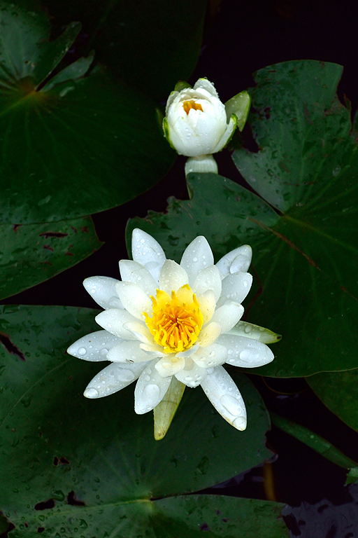f:id:inuwan33:20150730122151j:image:w460
