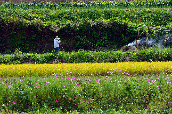 f:id:inuwan33:20150915110932j:image:w640