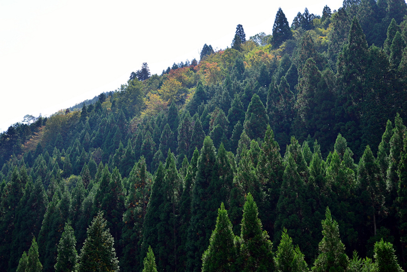 f:id:inuwan33:20151015100636j:image:w640
