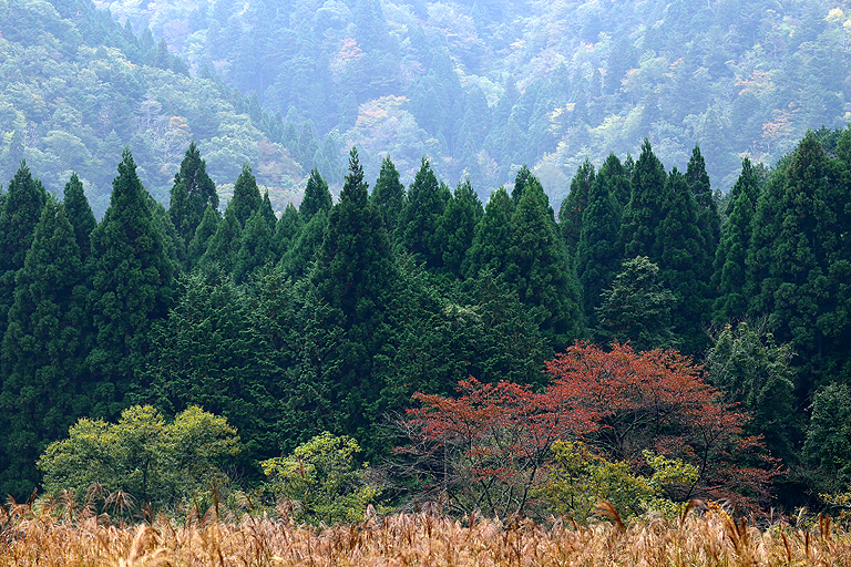 f:id:inuwan33:20151022104727j:image:w640
