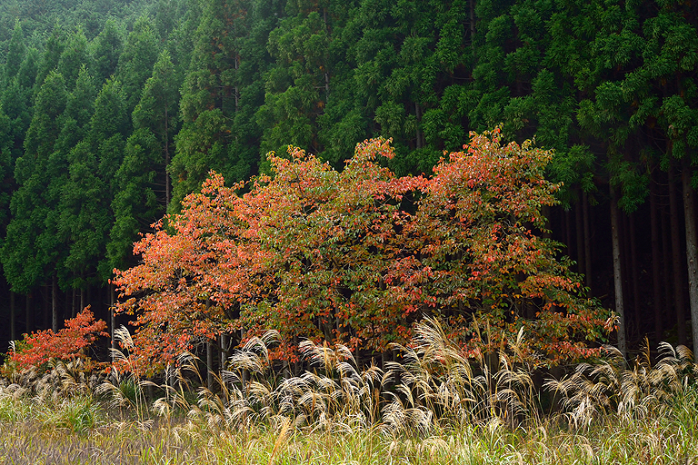 f:id:inuwan33:20151022112422j:image:w640
