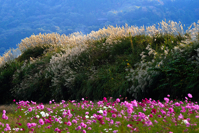 f:id:inuwan33:20151026204616j:image:w640