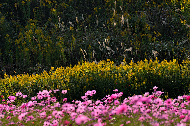 f:id:inuwan33:20151026210057j:image:w640