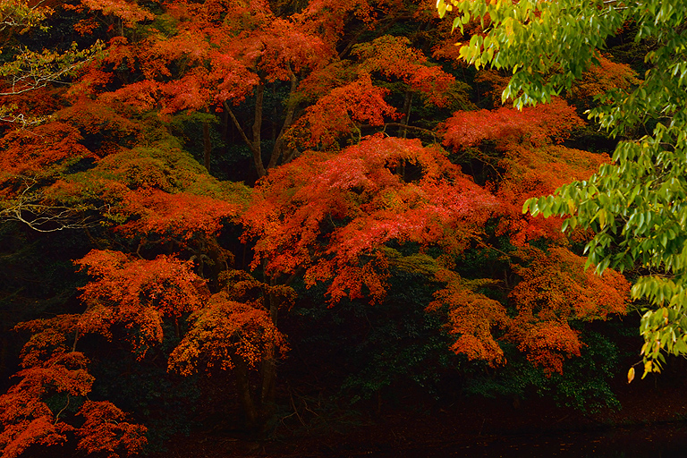 f:id:inuwan33:20151031150817j:image:w640
