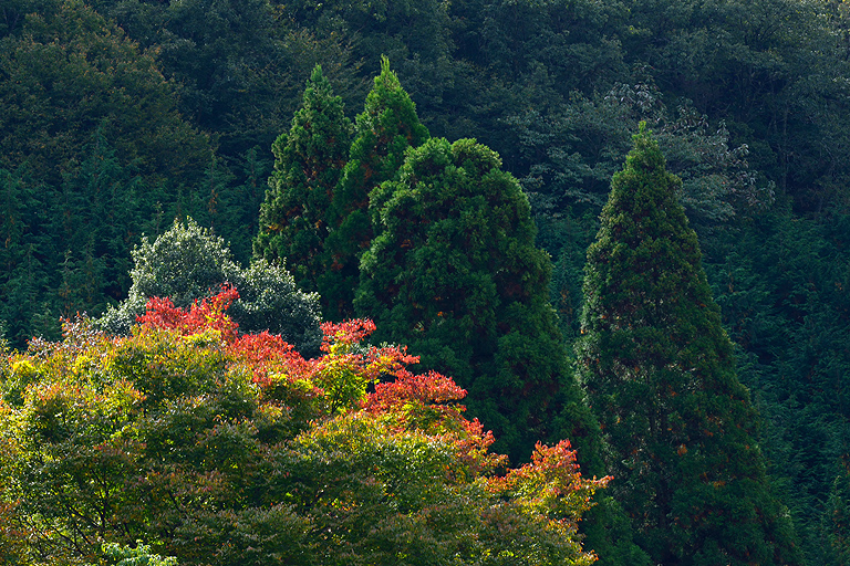 f:id:inuwan33:20151031212126j:image:w640