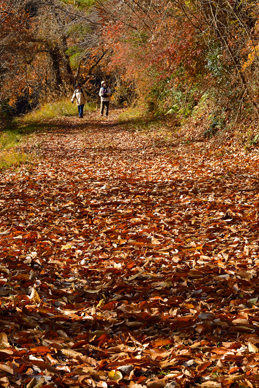 f:id:inuwan33:20171205104413j:image:w450