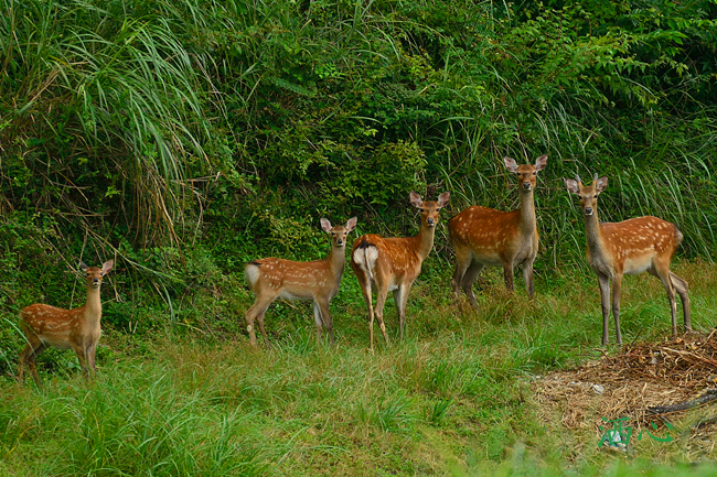 f:id:inuwan33:20180816115951j:image:w640