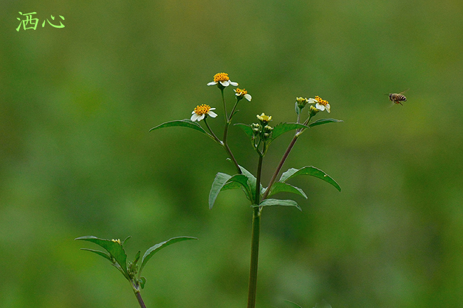 f:id:inuwan33:20180930102252j:plain