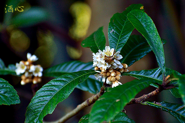 f:id:inuwan33:20181105141912j:plain