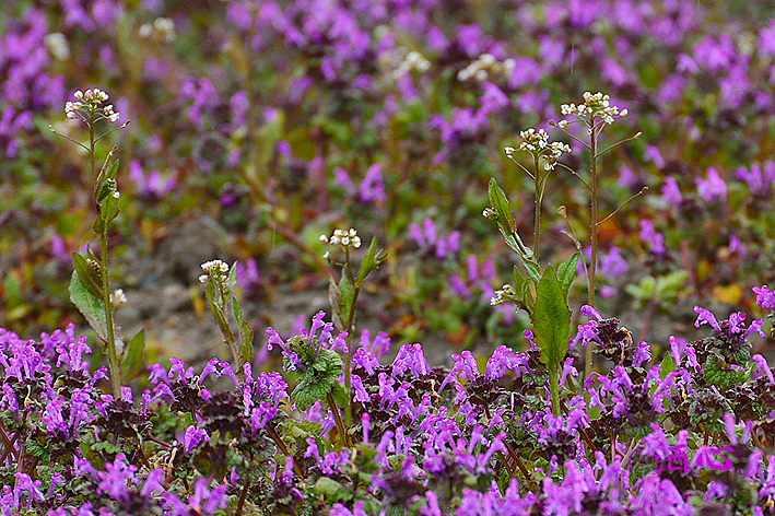 f:id:inuwan33:20190320155925j:plain