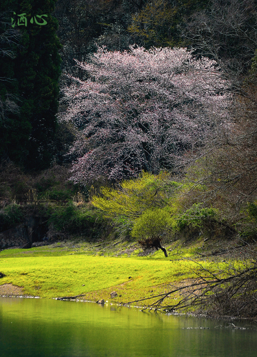 f:id:inuwan33:20190415173721j:plain