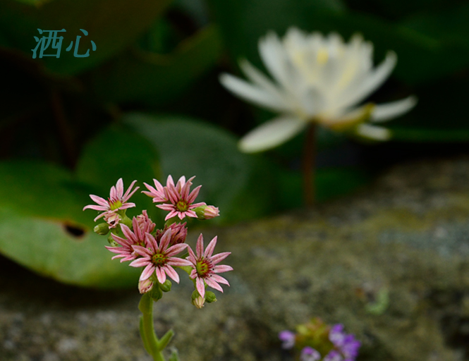 f:id:inuwan33:20190702084914j:plain