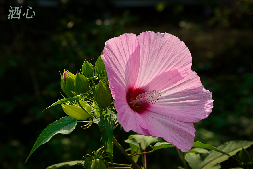 f:id:inuwan33:20190809173244j:plain